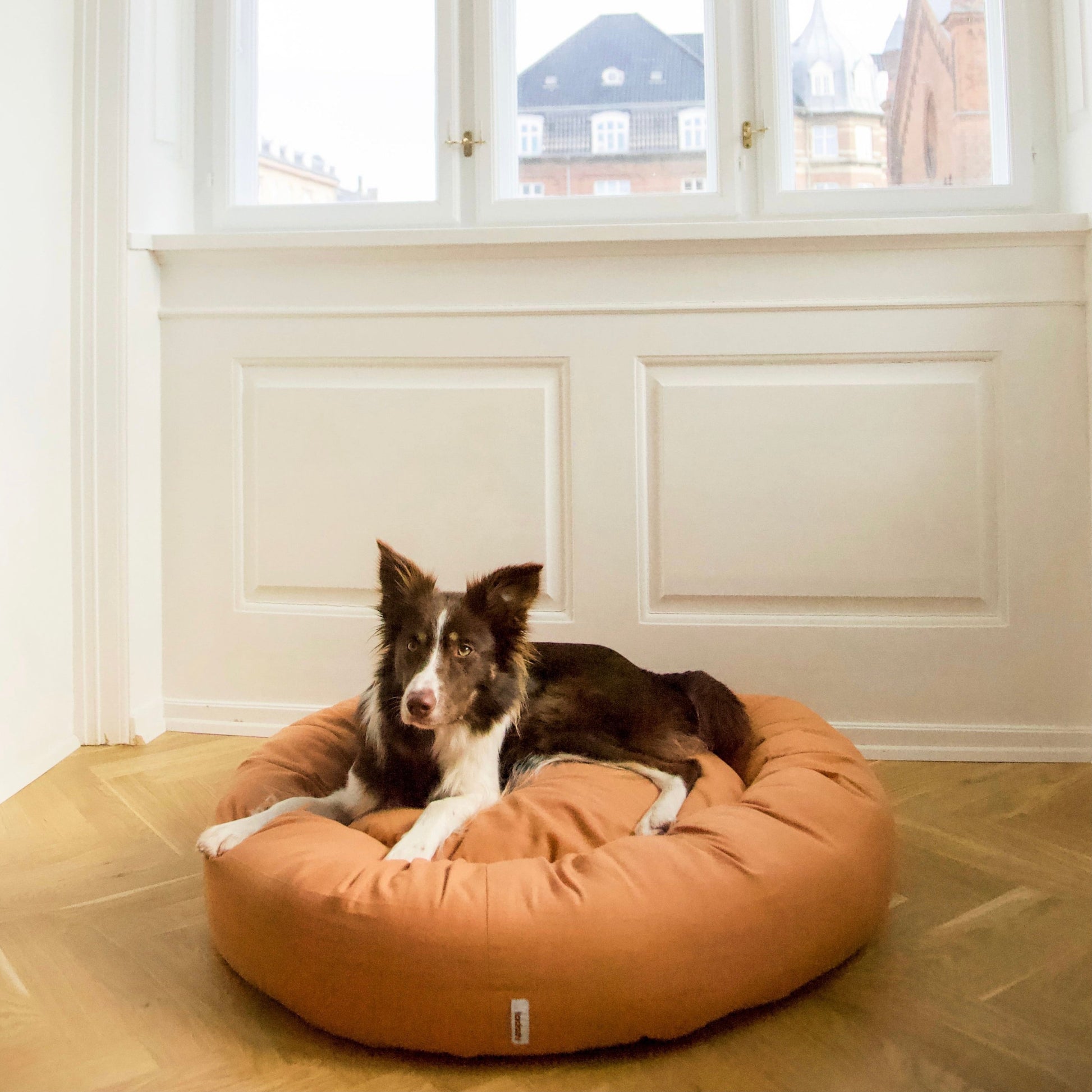 bordercollie in light brown donut bed