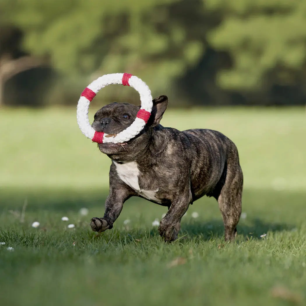 Ahoi Spielzeug-Set für Hunde