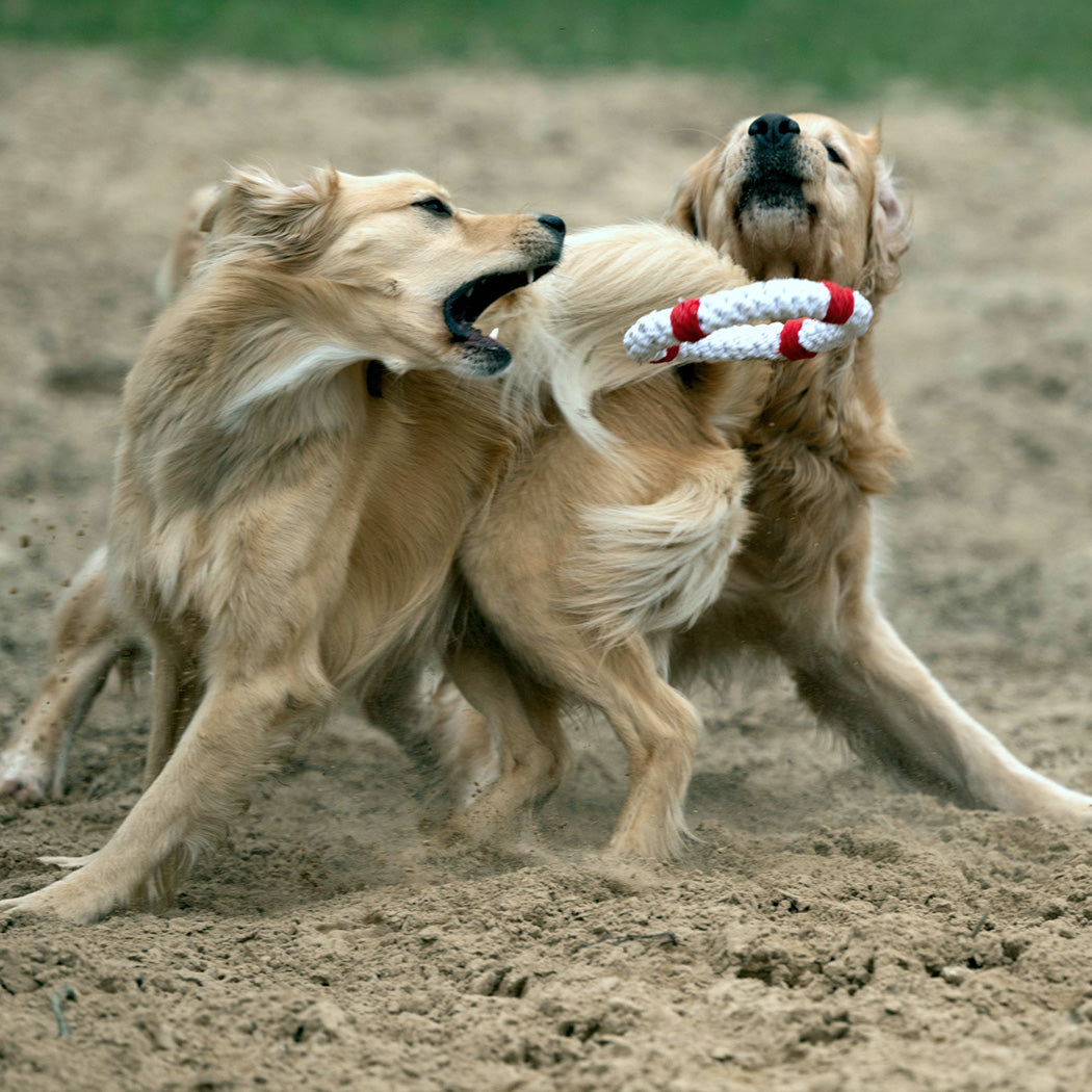 Ahoi Spielzeug-Set für Hunde