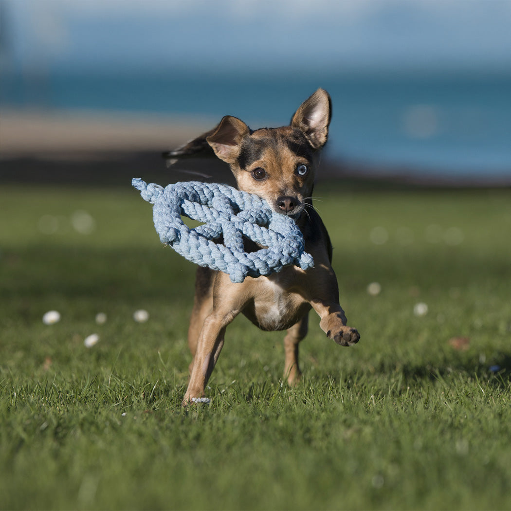 Ahoi Spielzeug-Set für Hunde